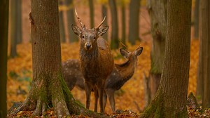 Exploring the Wilderness with Its Inhabitants