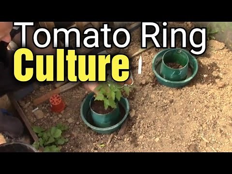 How to use Halos for Growing Tomatos | Ring Culture