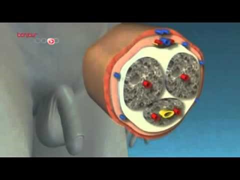 Mechanism of erection