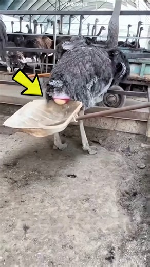 From One Giant Egg to a Beautiful Life 🥺