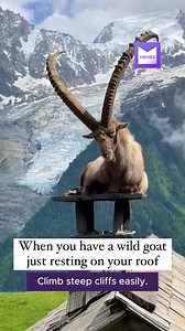 This is so majestic 🤩 - (Via: IG / @julien_grincajgier) | Memes