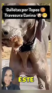 🦸‍♂️ Rescate con Galleta, Problema sin Fin 🐾🍪 #RescateAnimal #ProblemasInesperados #AmorPorLosAnimales #GalletasParaTopos #InvasionDeTopos #PatioDestrozado #AmigoDeLosAnimales #AyudaAnimal #ComediaAnimal #HistoriaConMoraleja #NoMasTopos #LocuraCanina #ToposPorDoquier #MiMascotaYLosAnimales #UnBuenSamaritano #ConsecuenciasInesperadas #ElCaosDespuesDelRescate #AventuraAnimal #MundoAnimal #HistoriasDeMascotas | KisyAng