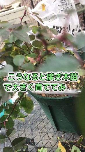 【#園芸 659カメ】ミニバラ［グリーンアイス］の剪定をやりますぞい！😭 🐢「病気に強いから葉っぱだらけやな？おぉん!?」 【庭の大開拓時代】