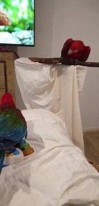 130K views · 3.9K reactions | Next minute I snort while laughing? 臘‍♀️ Anyway the focus is on these amazing babies 殺殺 not the person filming, but it was funny  | Macaws Australia | Facebook