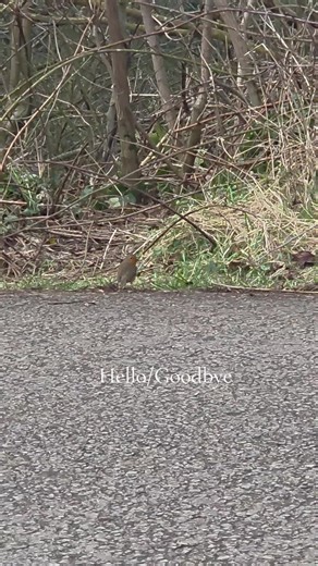 #robin #bird #preston #northwestuk