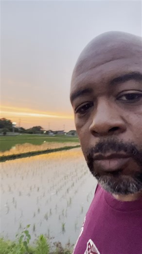 The Enchanting Sounds of Frogs in Japan's Rice Fields