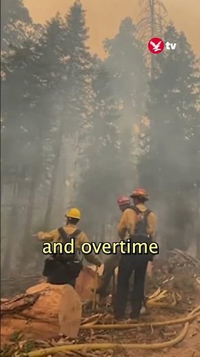 The crisis in wildland firefighting #news #shorts
