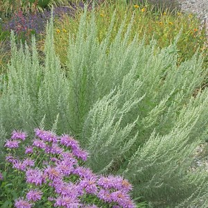 Sand Sage, Artemisia filifolia | High Country Gardens