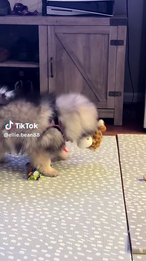 Adorable Keeshond Puppies Playfully Interacting
