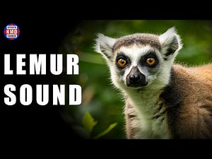 LEMUR SOUND – ANIMAL SOUNDS – sound effects