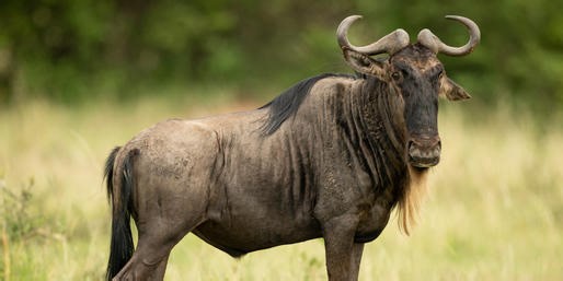 Name These Ten-Letter Animals From Around The World