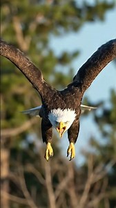 The baboon’s final encounter with a mother eagle #animalfight #wildlife #nature #animals
