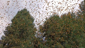 Join hundreds of millions of Monarch butterflies on an extraordinary journey through the remote mountain peaks of Mexico in the exhilarating movie “Flight of the Butterflies.” Witness the relentless 40-year search of one scientist to unravel the mystery: where do they go each fall season? Prepare to be captivated by the mesmerizing visuals of “Flight of the Butterflies” at the Infinity Theater, with stunning cinematography from an award-winning team, including the renowned Oscar® winner Peter Pa