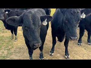Major Ranch Upgrade: Replacing Barbed Wire with Field Fence for Better Livestock Management