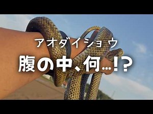 Found a giant Japanese rat snake while out for a walk | I caught it to take a closer look