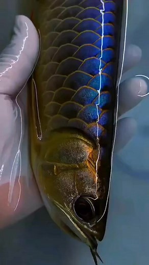 253K views · 5.1K reactions | Electric Blue Base Arowana Fish Just Landed From Mars  #arowana #fish #reelsfb | Pisces Eye | Facebook