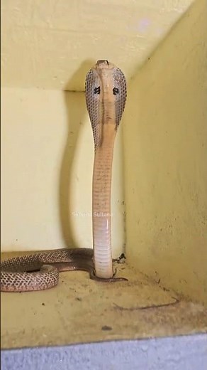 "Fearsome Cobra Snake Attack: Stay Alert, Stay Safe! #CobraSnake #SnakeAttack #WildlifeSafety,