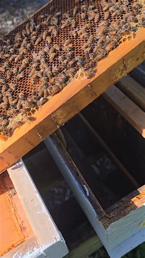 14K views · 182 reactions | The beekeeper is marking a queen freehand with a dab of paint! Freehand marking requires a fast, steady hand and some luck! #Beekeeper #beekeeping #QueenBee #FreehandMarking #BeeKeeping #HoneyBee #BeekeepingLife #InsectArt #NatureLovers #SteadyHand #BeekeepingCommunity  | BeensBees | Facebook