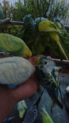 💰 Rare Budgie = High Value 😳🐤💸