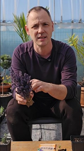 Harvesting Lavender for seeds! #plants #flowers #lavender