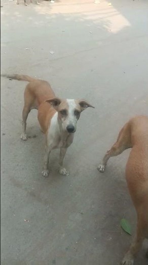 Mera Kalu ko naya sal Mein dher Sara Pyar do#bollywood #song#viral