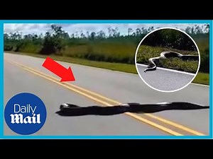 Crazy moment 15-foot-long Burmese python snake slithers across road in Florida