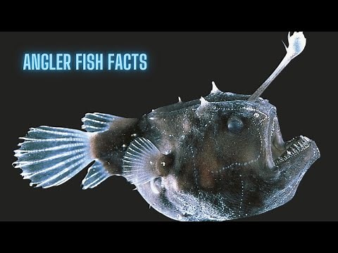 Angler Fish Facts