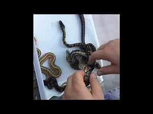 How to Tell Yellow belly vs Asphalt