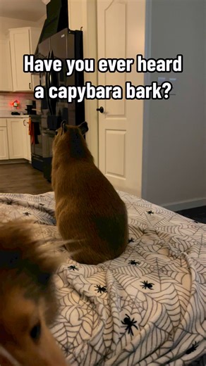 808K views · 15K reactions | Cheesecake the capybara wasn’t the...