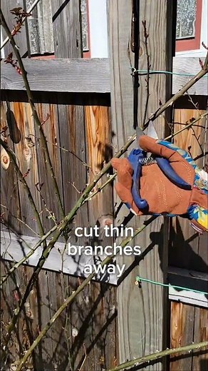 How to Prune Climbing Roses