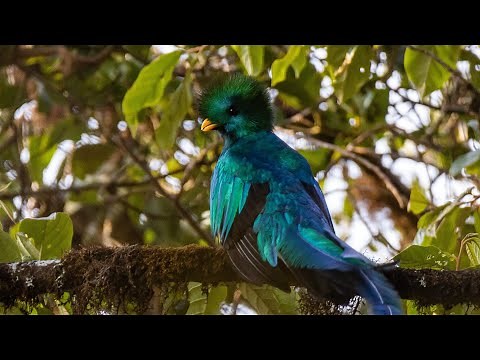Biotopo Universitario para la Conservación del Quetzal Mario Dary Rivera