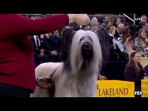 Archer the Skye Terrier wins WKC Terrier Group 2025