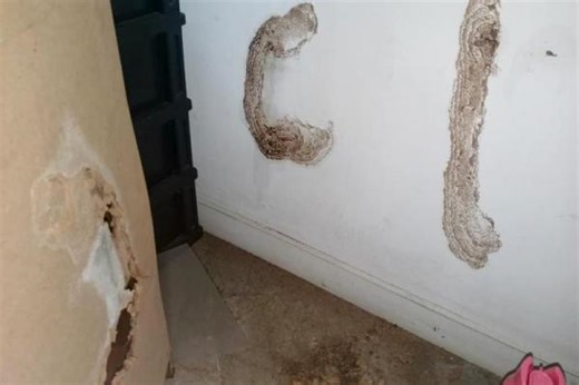 7 Cara Basmi Rayap di Rumah Tanpa Ribet