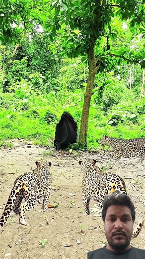 #subscribemychannel #greenscreen #shorts #viralvideo #tranding #ytshorts #india #lion