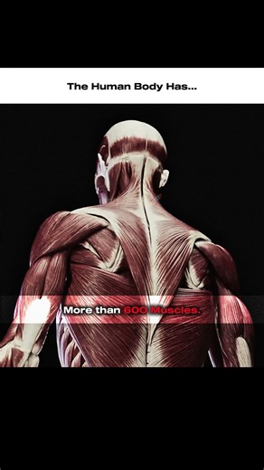 The Human Body Is Insane 🧠🫀#HumanBody #HumanAnatomy #ScienceFacts #Biology #HumanBrain #KurioScope