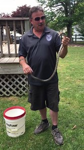 4.9K views · 77 reactions | And this is how we’re spending OUR holiday weekend! WWW.VIRGINIAANIMALCONTROL.COM | Virginia Wildlife Management and Control | Facebook