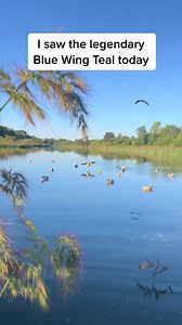 303K views · 5.2K reactions | I about filled my waders with last nights dinner #tealhunting #teal #duckhunting | Maximus2themax | Facebook