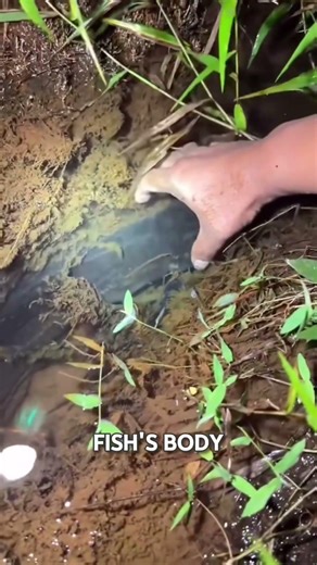 Are you still using a net in this situation? SC : Douyin : 绿野户外