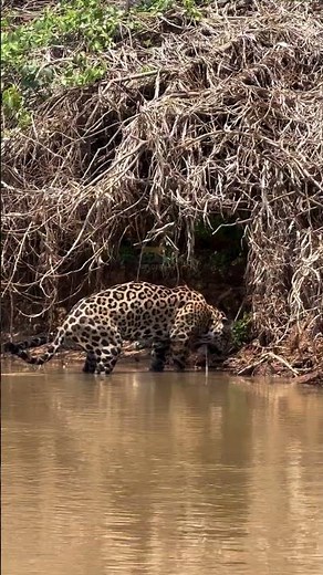 Jaguar vomiting ? Pantanal, Brazil
