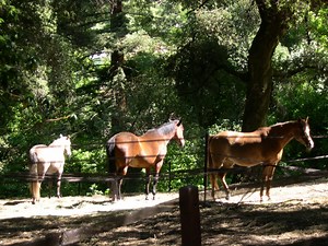 ATV vs UTV, or do I really need a compact tractor?