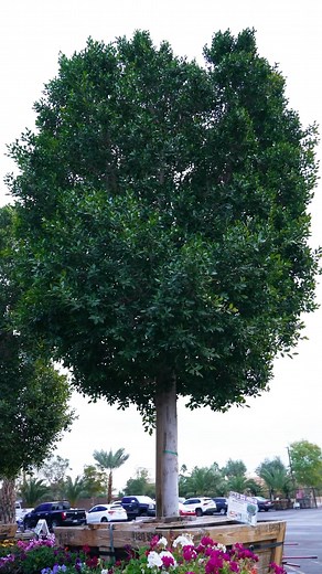 Moon Valley Nurseries | Looking for instant shade or planning for the future? Our Nursery Pro, Eric, breaks down the best choices for your space with a few... | Instagram