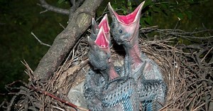 Baby Crow: 6 Pictures and 6 Amazing Facts