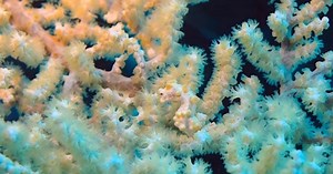 Watch: The unbelievable camouflage of the pygmy seahorse