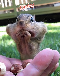 1.1M views · 2.3K reactions | Literally me watching Netflix. Follow @chipmunksoftiktok on Instagram: https://www.instagram.com/chipmunksoftiktok/ and TikTok: https://www.tiktok.com/@chipmunksoftiktok Follow @buzzfeedpets on instagram! https://bzfd.it/3iKrrKQ | BuzzFeed Animals | Facebook