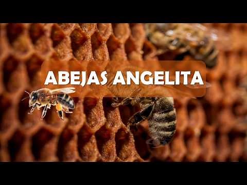 Abejas africanizadas vs. abejas angelita | La Finca de Hoy