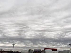 1.7K views · 39 reactions | Check out these Undulatus Asperatus --...