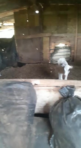 Exploring Life on a Rural Cattle Farm