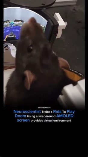 Neuroscientist trained rats ☠️#new #viral #trend #millionviews #subscribe #youtube #feed #top