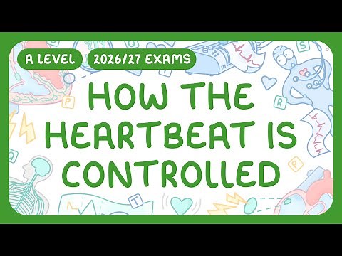 A-Level Biology - How the Heartbeat is Controlled - Pathway of Excitation | ECGs (2026/27 exams)