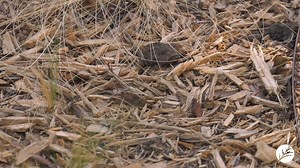 4 comments | How "mulch" do you know about mulch? That's right, mulch!  Mulch is a great water conservation tool.  Mulch helps keep rain water in the ground, helping your plants thrive!  There's one *type* of mulch that helps keep the ground cooler in the hot Central Texas sun. Learn more in this helpful little video clip! www.WaterThriftyCedarPark.org | City of Cedar Park, Texas | Facebook